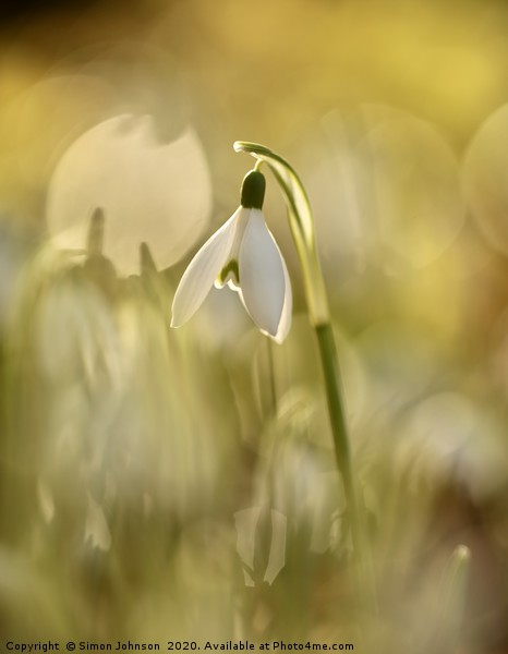 Isolated snowdrop Picture Board by Simon Johnson