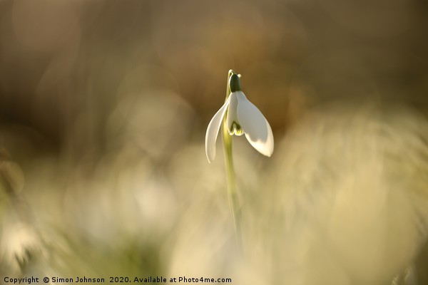 Snowdrop standing proud Picture Board by Simon Johnson
