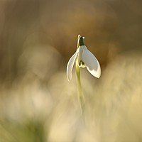 Buy canvas prints of Snowdrop standing proud by Simon Johnson