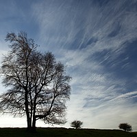 Buy canvas prints of trees and clouds by Simon Johnson