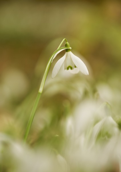 isolated snowdrop Picture Board by Simon Johnson