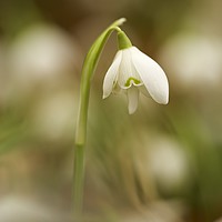 Buy canvas prints of Cotswold Snowdrop by Simon Johnson