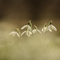 Buy canvas prints of Flying snowdrops by Simon Johnson