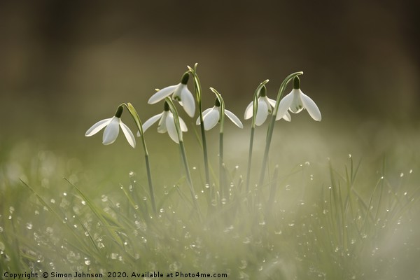 Cotswold snowdrops with dew Picture Board by Simon Johnson