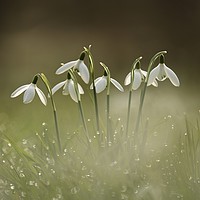 Buy canvas prints of Cotswold snowdrops with dew by Simon Johnson