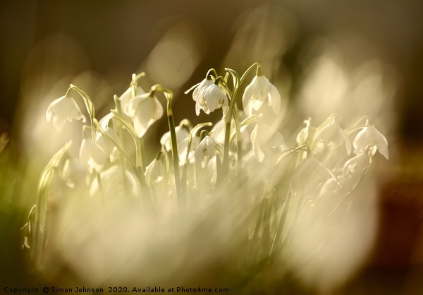 Sunlit snowdrops Picture Board by Simon Johnson