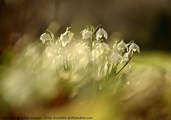 sunlit snowdrops Picture Board by Simon Johnson