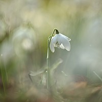 Buy canvas prints of Isolated snowdrop by Simon Johnson