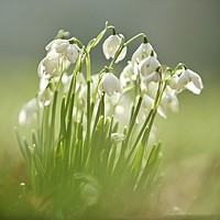 Buy canvas prints of cotswold snowdrops by Simon Johnson