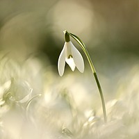 Buy canvas prints of Isolated snowdrop  by Simon Johnson