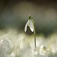 Buy canvas prints of Cotswold snowdrop  by Simon Johnson