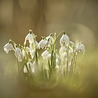 Buy canvas prints of Cotswold snowdrops by Simon Johnson