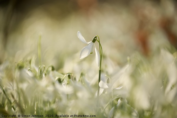 isolated snowdrop Picture Board by Simon Johnson