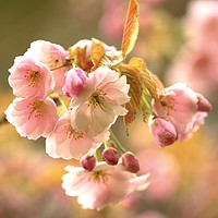 Buy canvas prints of Cotswold Blossom by Simon Johnson