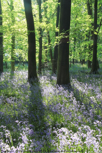 Sunlit bluebell wood Picture Board by Simon Johnson
