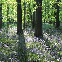 Buy canvas prints of Sunlit bluebell wood by Simon Johnson