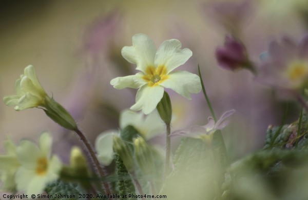 Spring primrose Picture Board by Simon Johnson