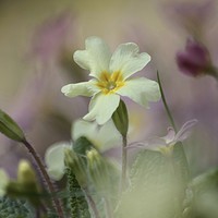 Buy canvas prints of Spring primrose by Simon Johnson