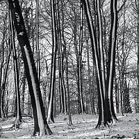 Buy canvas prints of winter woodland by Simon Johnson