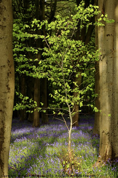 Bluebell wood and Beech tree Picture Board by Simon Johnson