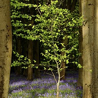 Buy canvas prints of Bluebell wood and Beech tree by Simon Johnson