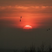 Buy canvas prints of Birds at sunset by Simon Johnson