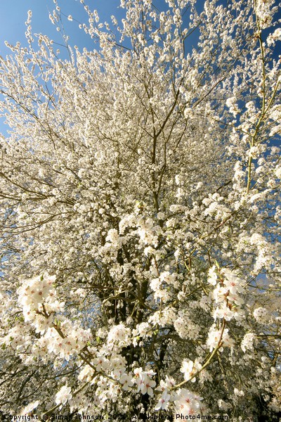 Sunlit  spring Blossom  Picture Board by Simon Johnson