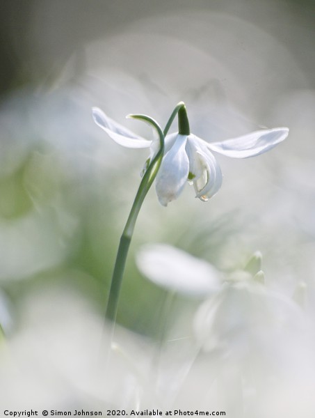 Isolated snowdrop Picture Board by Simon Johnson