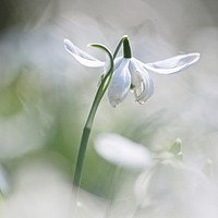 Buy canvas prints of Isolated snowdrop by Simon Johnson
