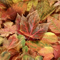 Buy canvas prints of Autumn leaf collage by Simon Johnson