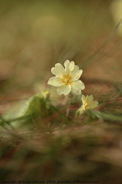  Spring primrose Picture Board by Simon Johnson