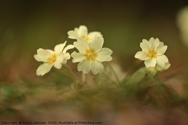 Spring primrose close up Picture Board by Simon Johnson