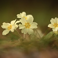 Buy canvas prints of Spring primrose close up by Simon Johnson