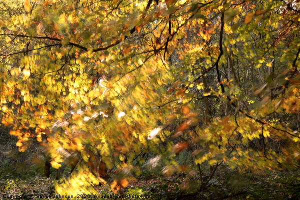 Autumn Woodland Picture Board by Simon Johnson