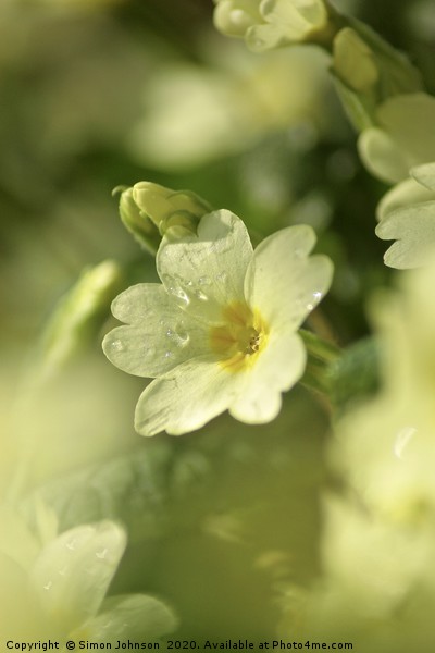spring primrose  Picture Board by Simon Johnson