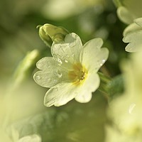 Buy canvas prints of spring primrose  by Simon Johnson