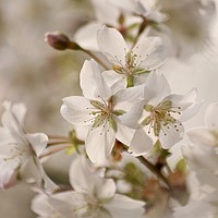Buy canvas prints of Cotswold Spring blossom by Simon Johnson
