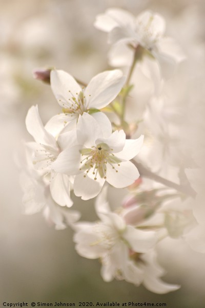 Cotswold Blossom Picture Board by Simon Johnson