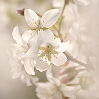 Buy canvas prints of Cotswold Blossom by Simon Johnson
