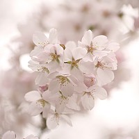 Buy canvas prints of Cotswold Spring blossom by Simon Johnson
