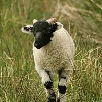 Buy canvas prints of frolicking lamb by Simon Johnson