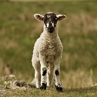 Buy canvas prints of Cute lamb by Simon Johnson