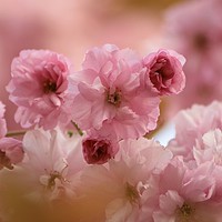 Buy canvas prints of Pink Cherry Blossom  by Simon Johnson