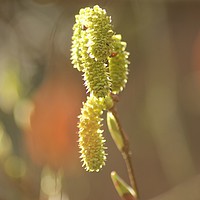 Buy canvas prints of Spring Catkins by Simon Johnson