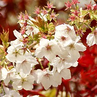Buy canvas prints of Spring blossom by Simon Johnson