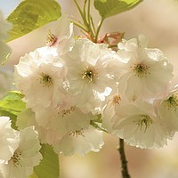 Buy canvas prints of blossom close up by Simon Johnson