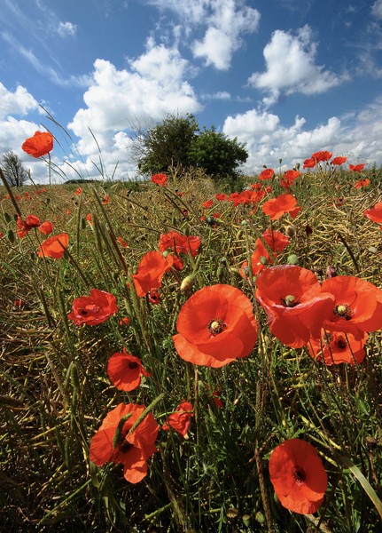 Sunlit summer poppies Picture Board by Simon Johnson