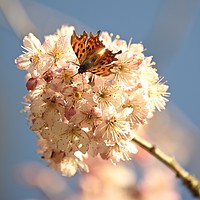 Buy canvas prints of blossom and butterfly by Simon Johnson