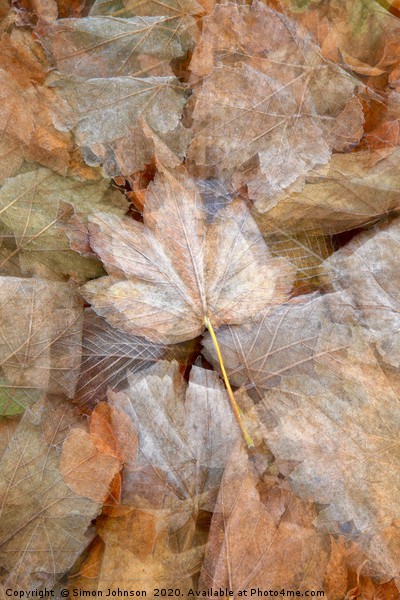 leaf collage Picture Board by Simon Johnson