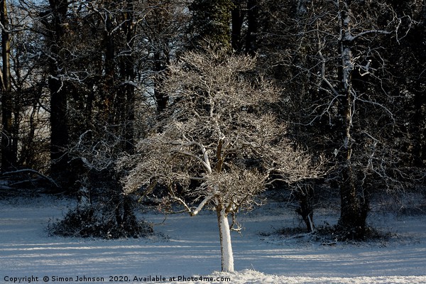 Sunlit frosted tree Picture Board by Simon Johnson